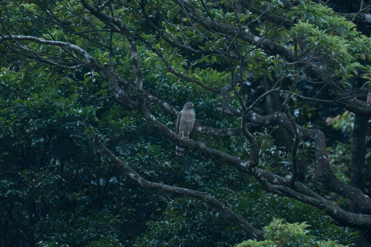 Yol Şahini - ML645192277