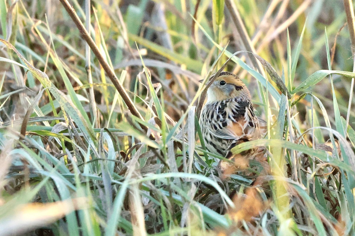 LeConte's Sparrow - ML645192291