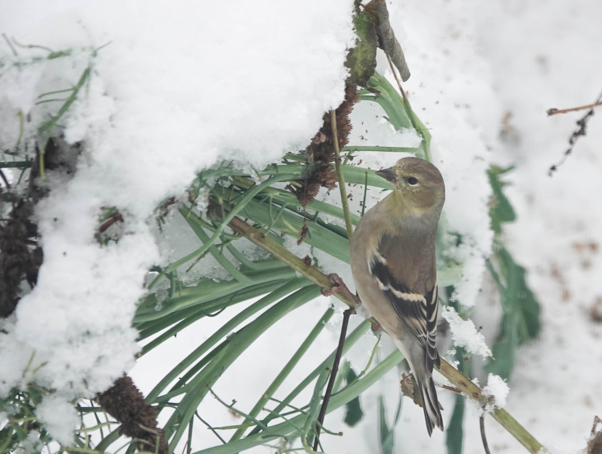American Goldfinch - ML645192293