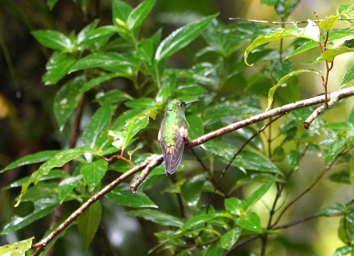 Stripe-tailed Hummingbird - ML645192300