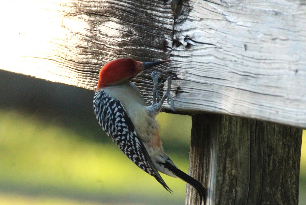 Carpintero de Carolina - ML645192315