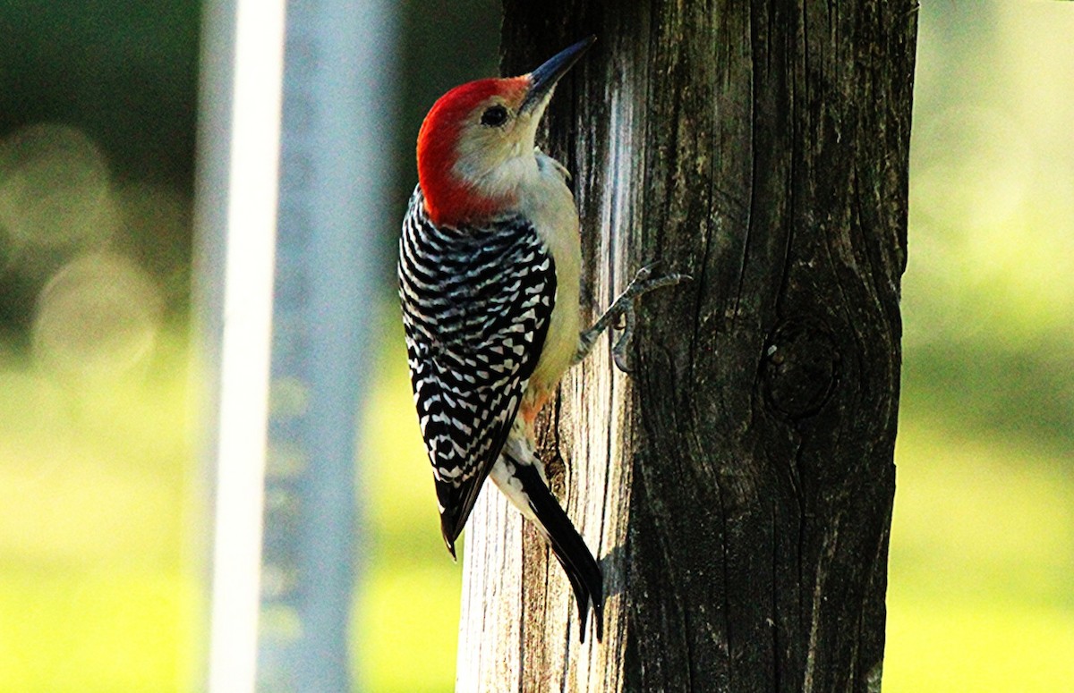 Carpintero de Carolina - ML645192316