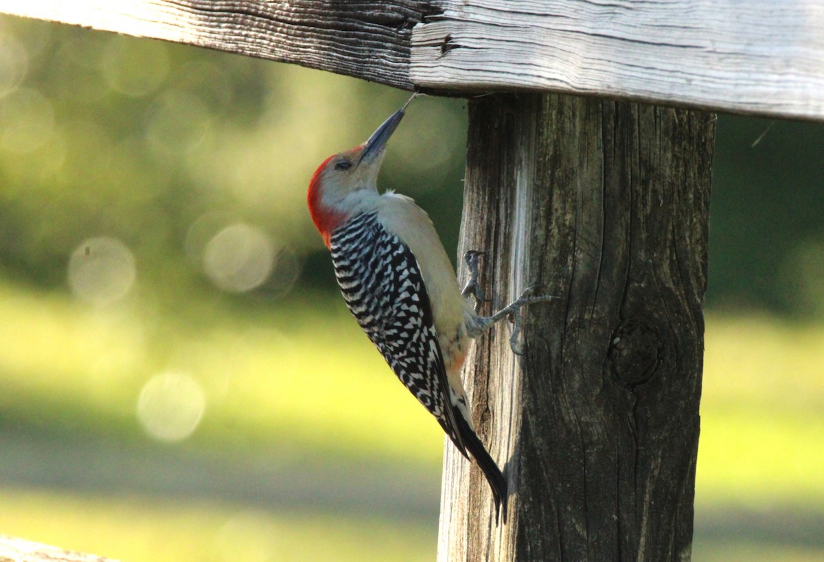 Carpintero de Carolina - ML645192318