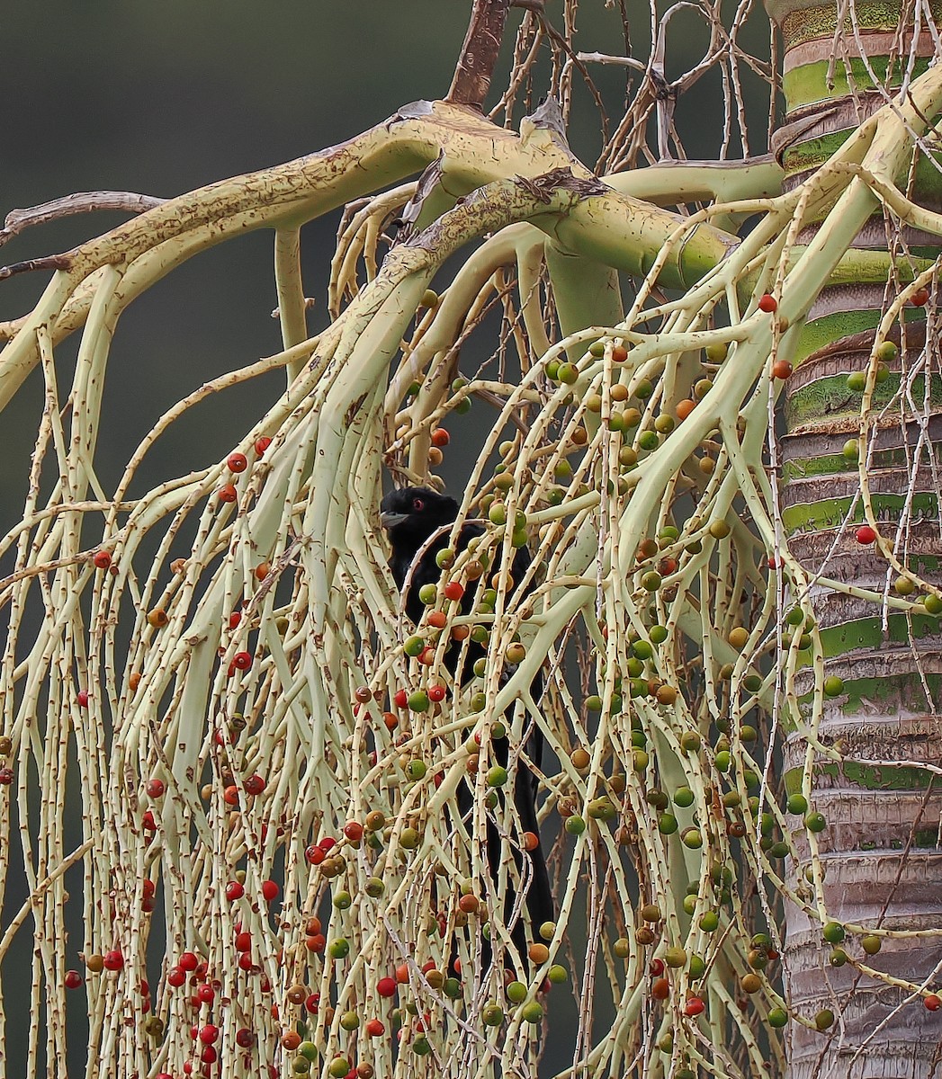 Pacific Koel - ML645192319