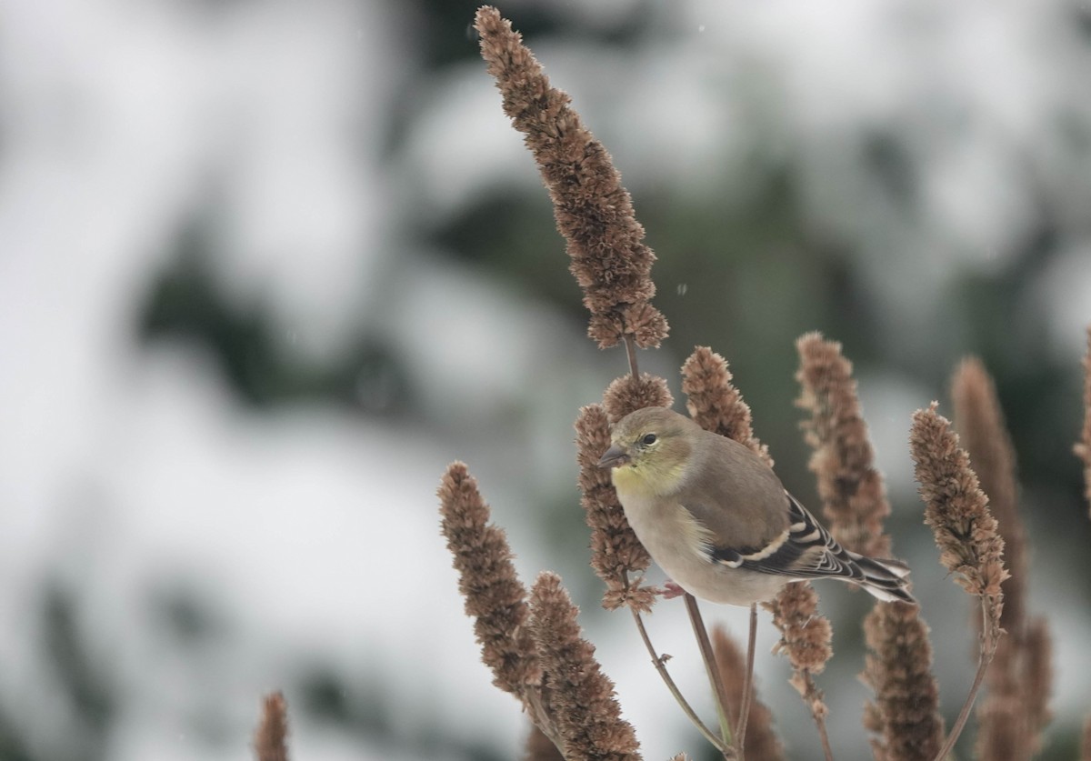 American Goldfinch - ML645192327