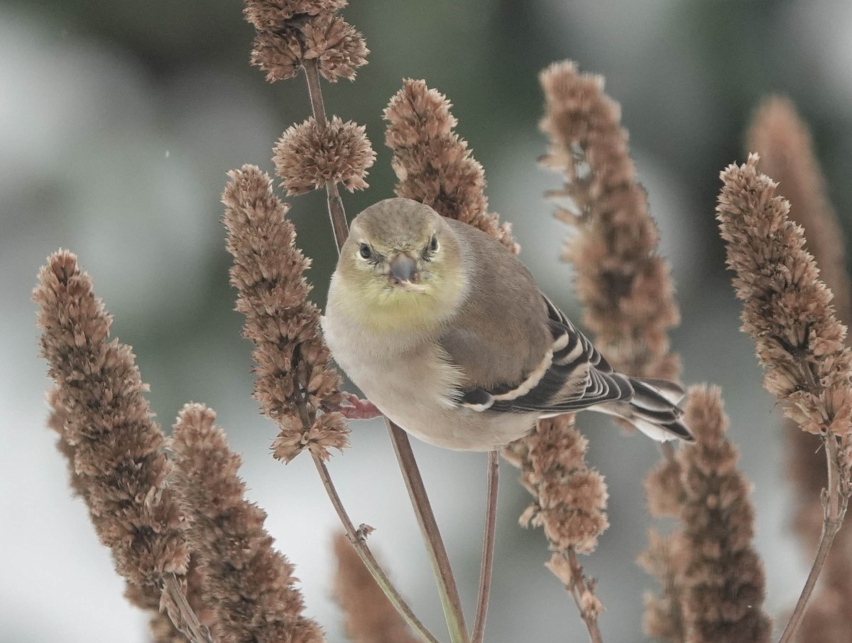 American Goldfinch - ML645192333