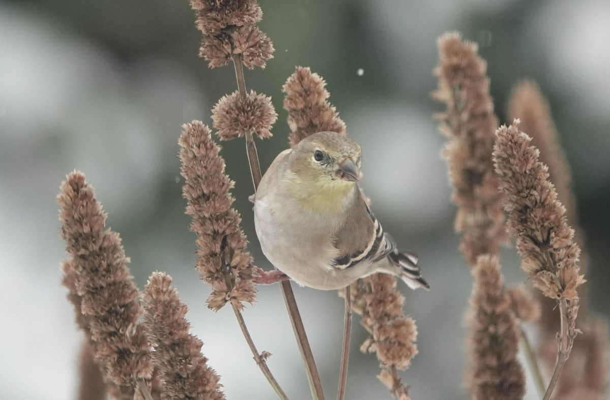 American Goldfinch - ML645192335