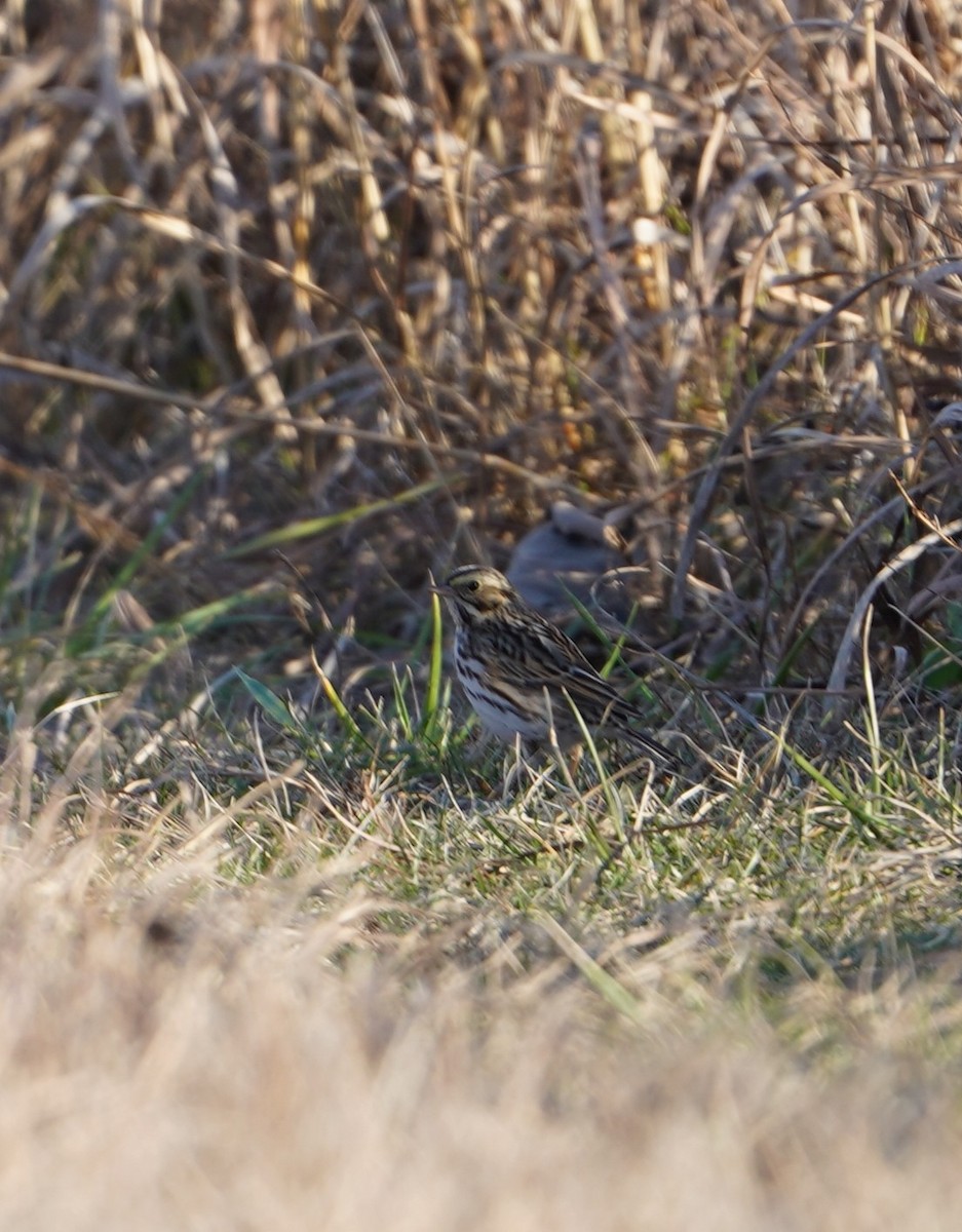 Пасовник савановий - ML645192346