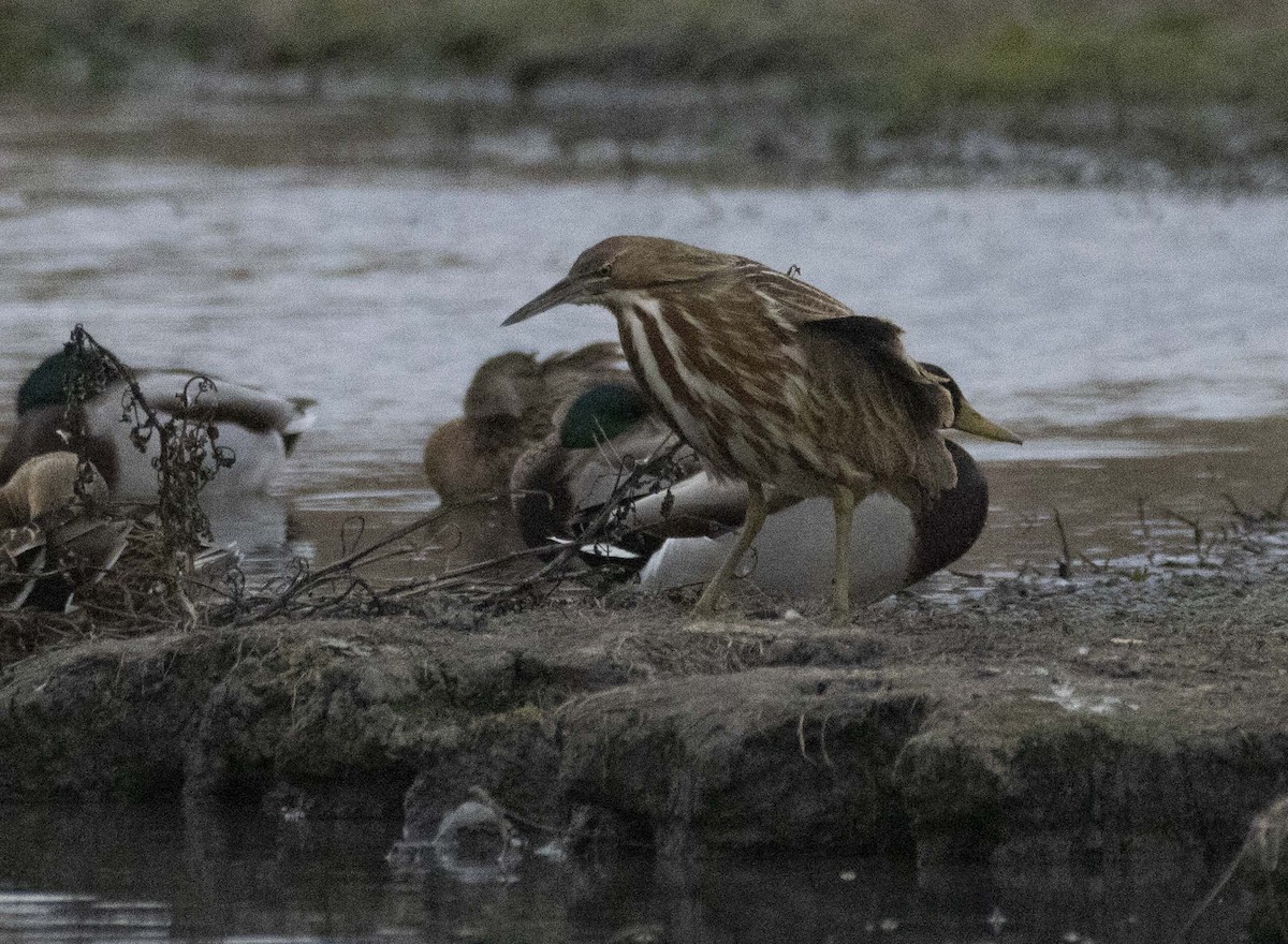 Бугай американський - ML645192347