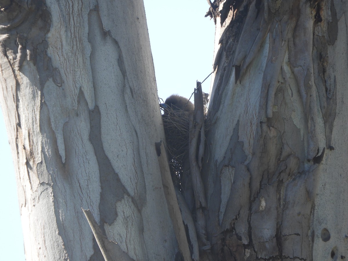 Rußschwalbenstar - ML645192349