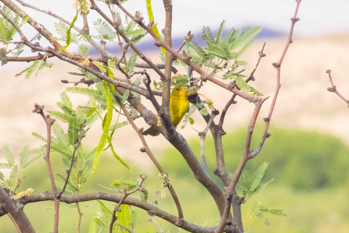Northern Yellow Warbler - ML645192354