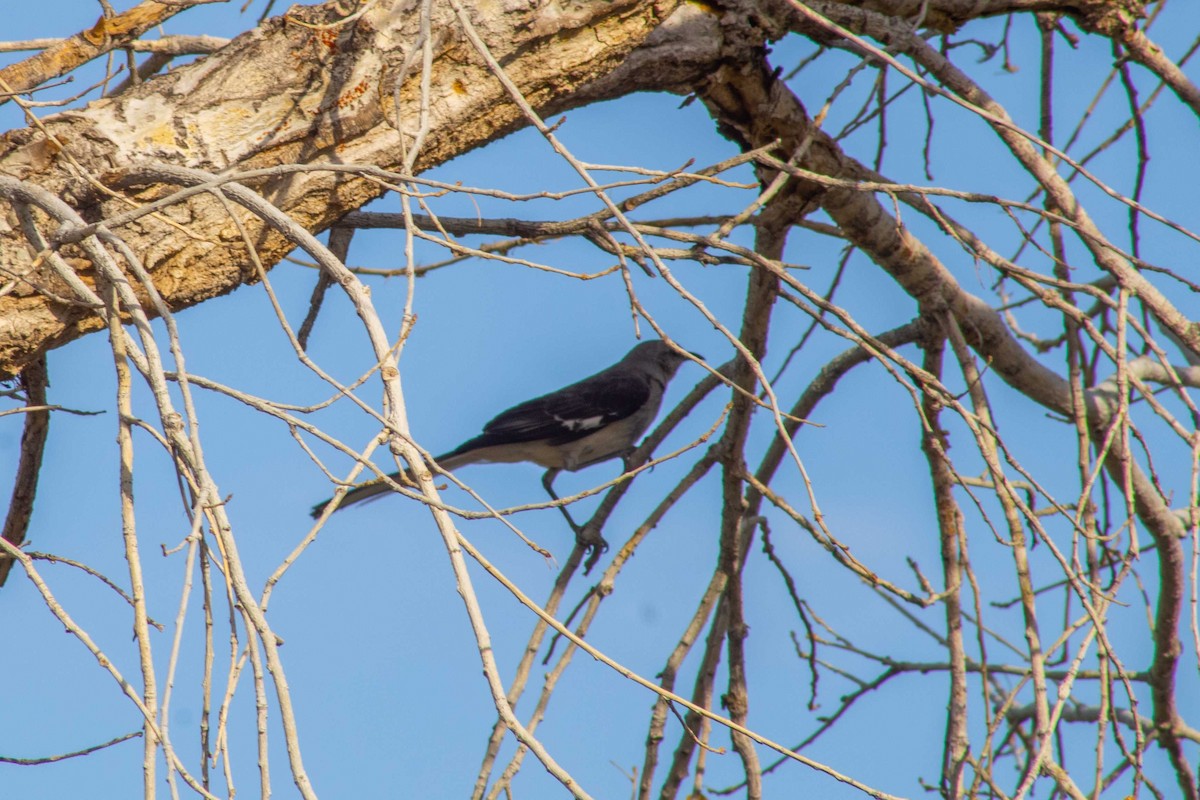 Northern Mockingbird - ML645192360