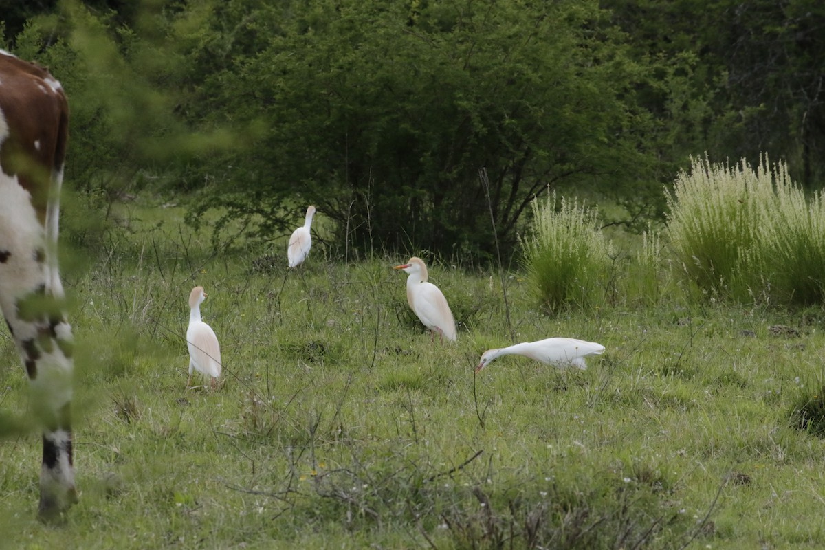 Western Cattle-Egret - ML645192381