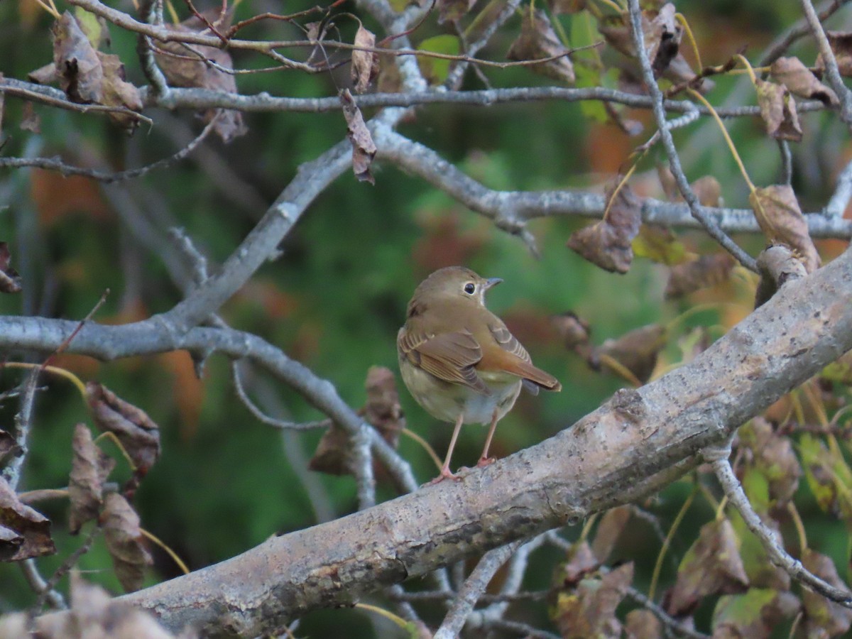 Einsiedler-Musendrossel - ML645192383