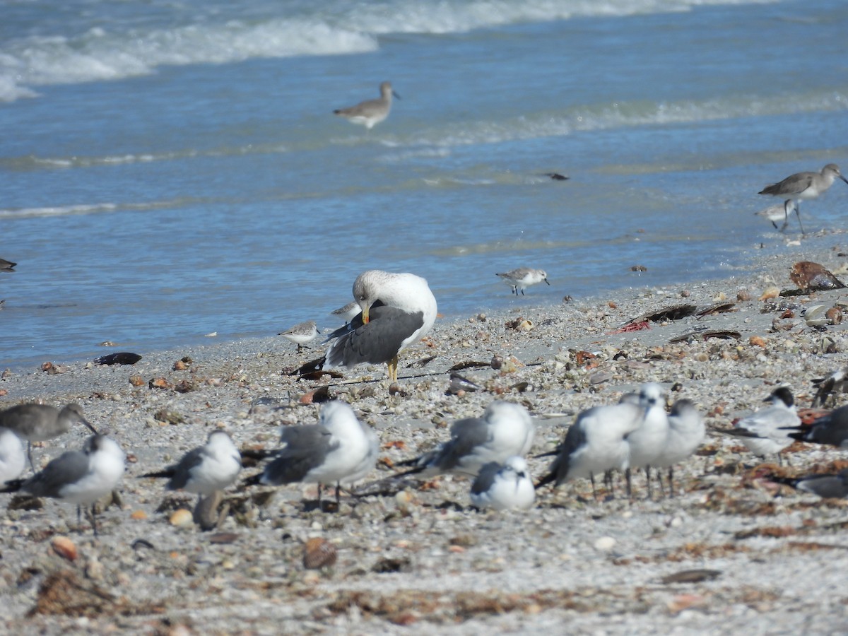 Heringsmöwe - ML645192385