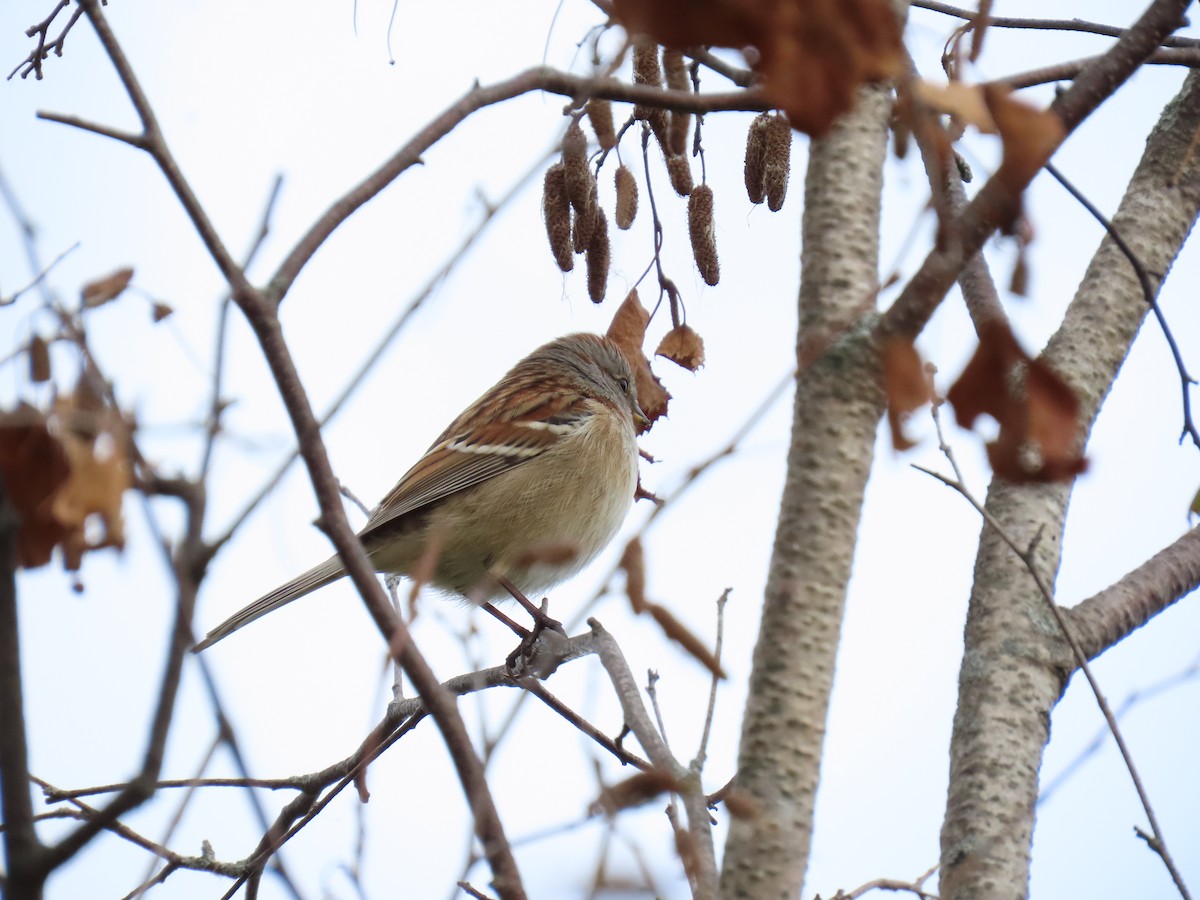 Baumammer - ML645192390