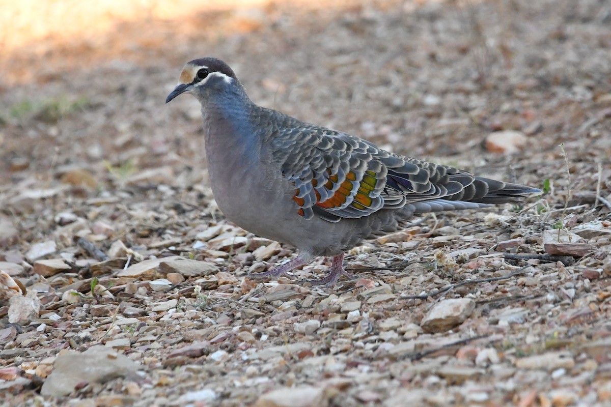 Bronzeflügeltaube - ML645192391