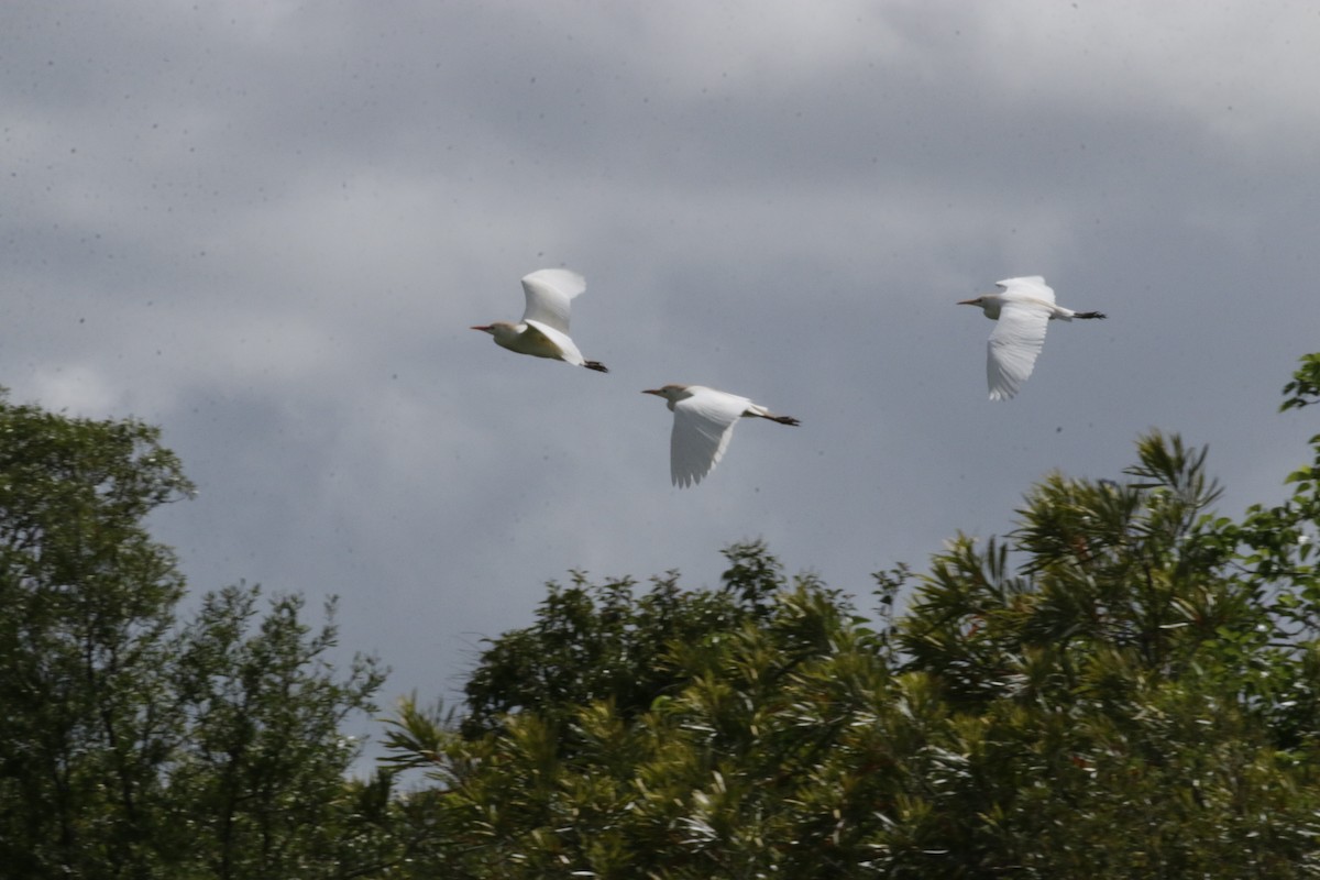 Kuhreiher - ML645192392