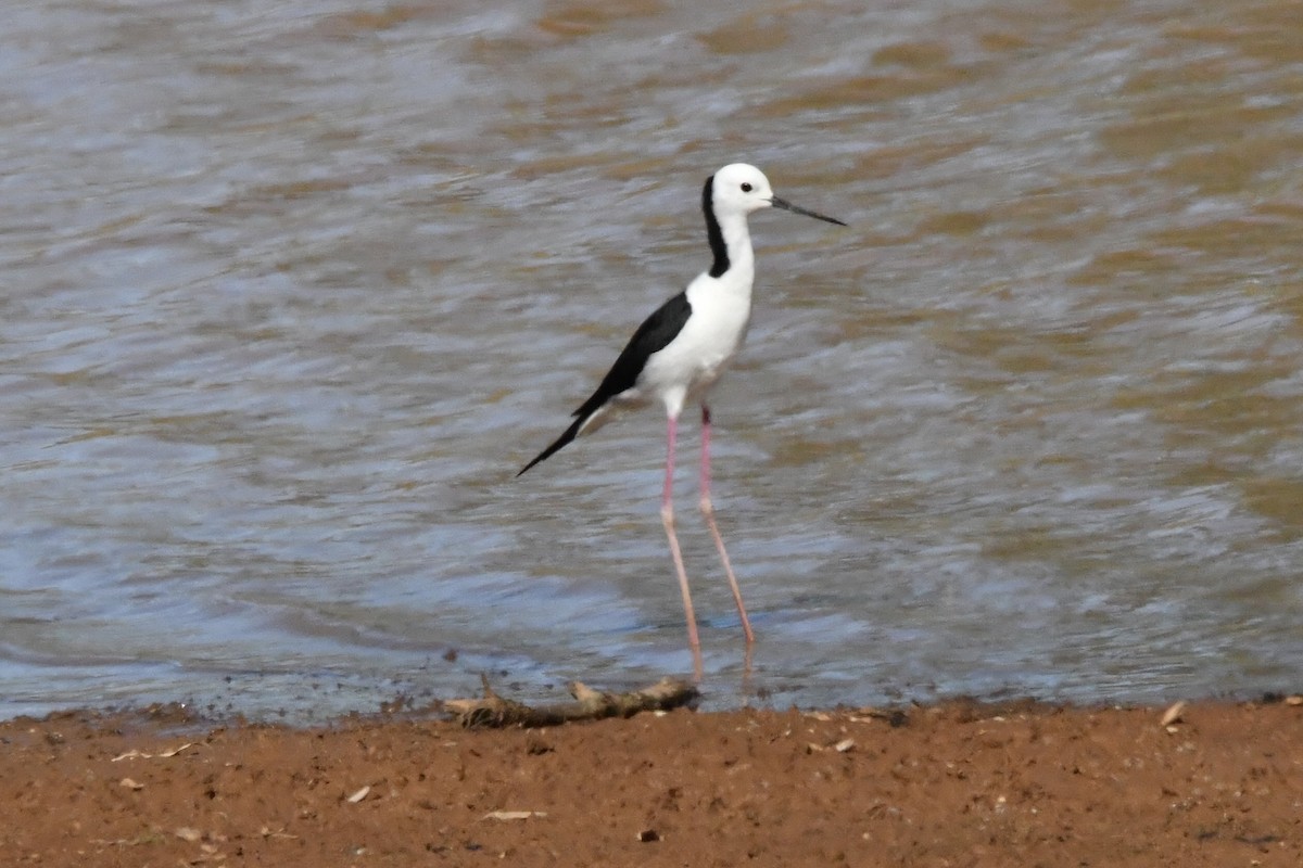 Weißgesicht-Stelzenläufer - ML645192396