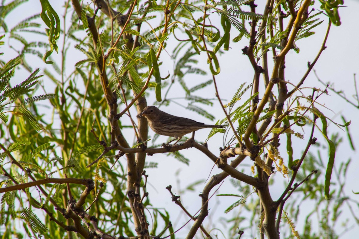 Hausgimpel - ML645192397