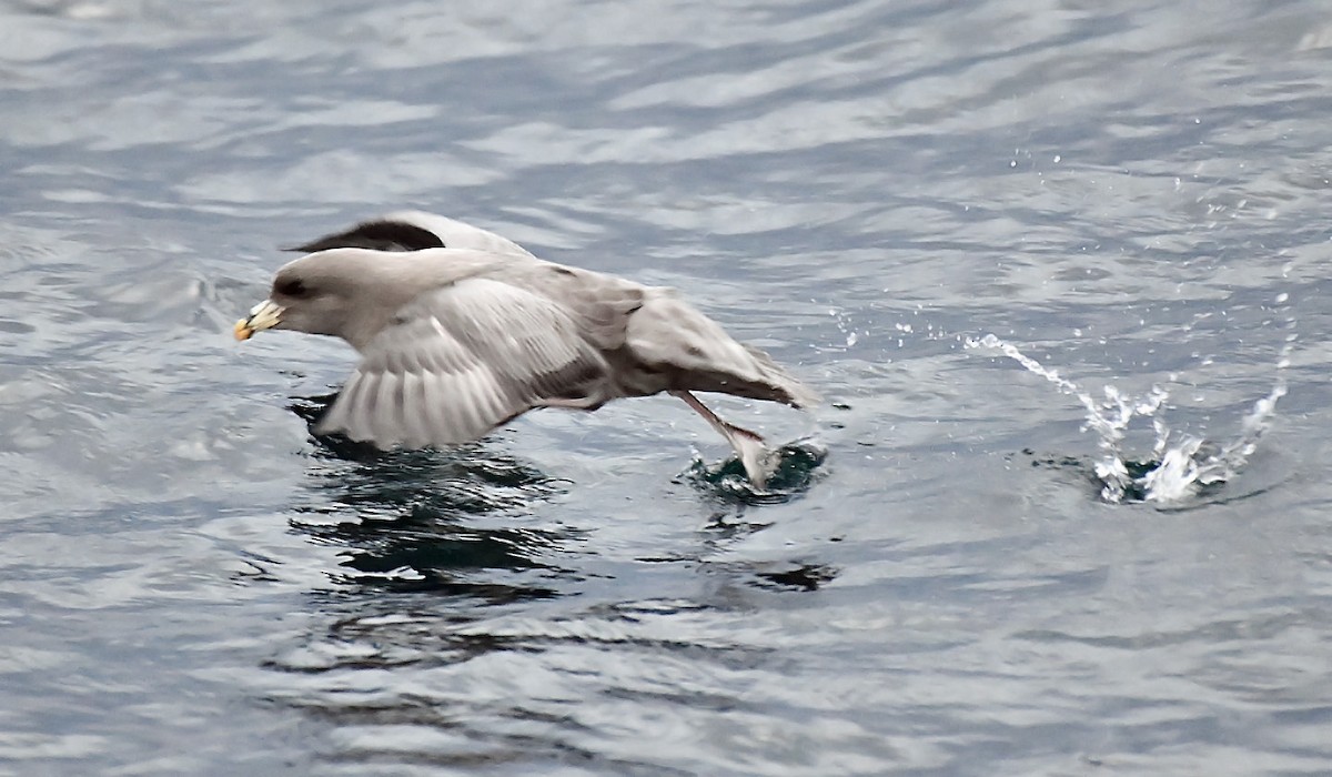 Eissturmvogel - ML645192399