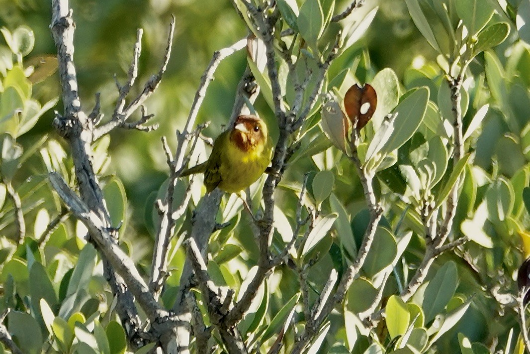 Mangrovewaldsänger - ML645192400