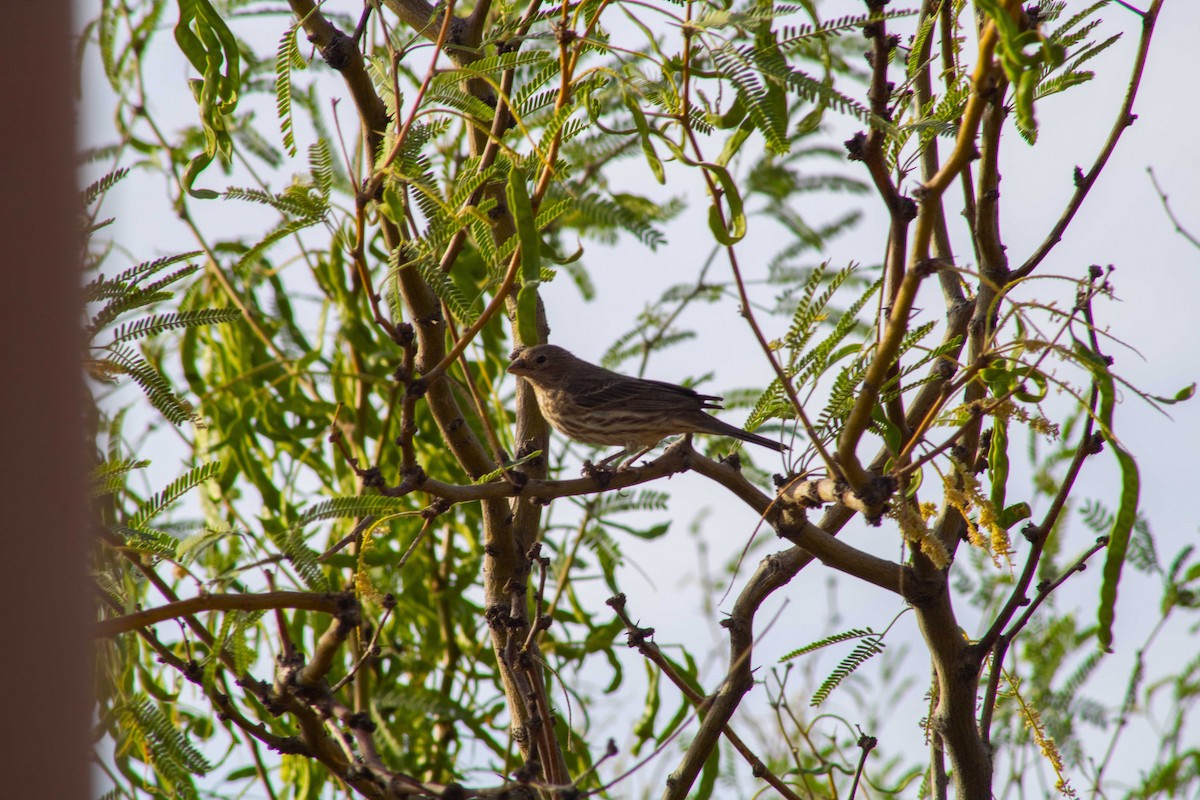 Hausgimpel - ML645192403