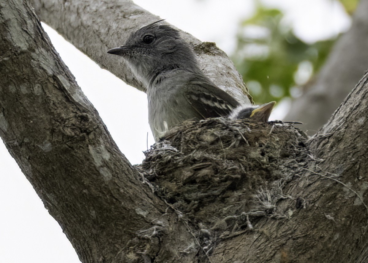 Gelbbauch-Olivtyrann - ML645192407