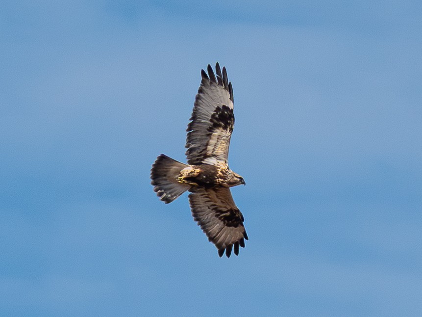 Rough-legged Hawk - ML645192408