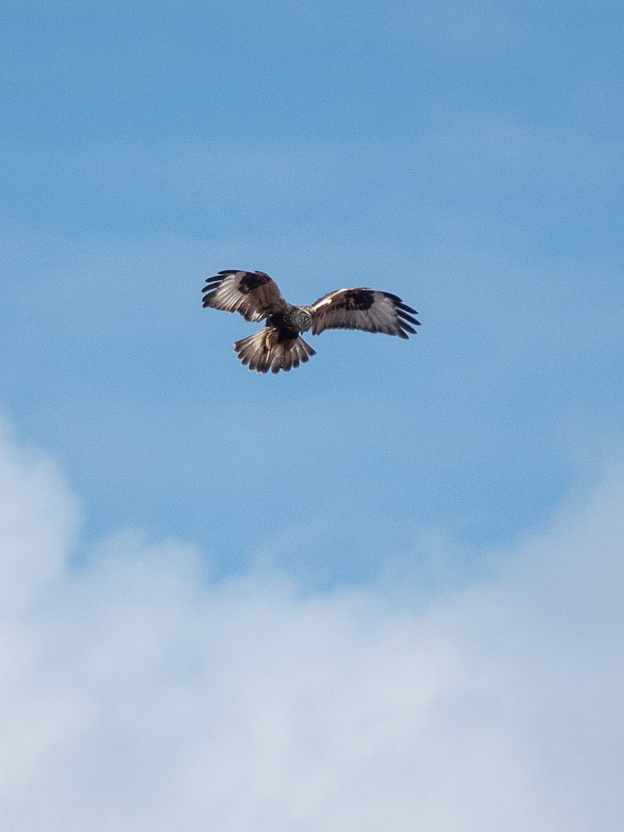 Rough-legged Hawk - ML645192409
