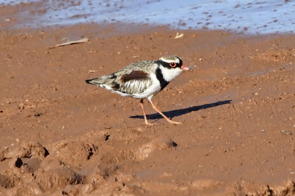Schwarzstirn-Regenpfeifer - ML645192410