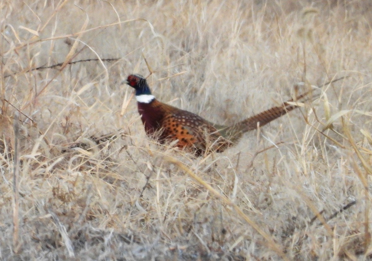 Jagdfasan - ML645192412