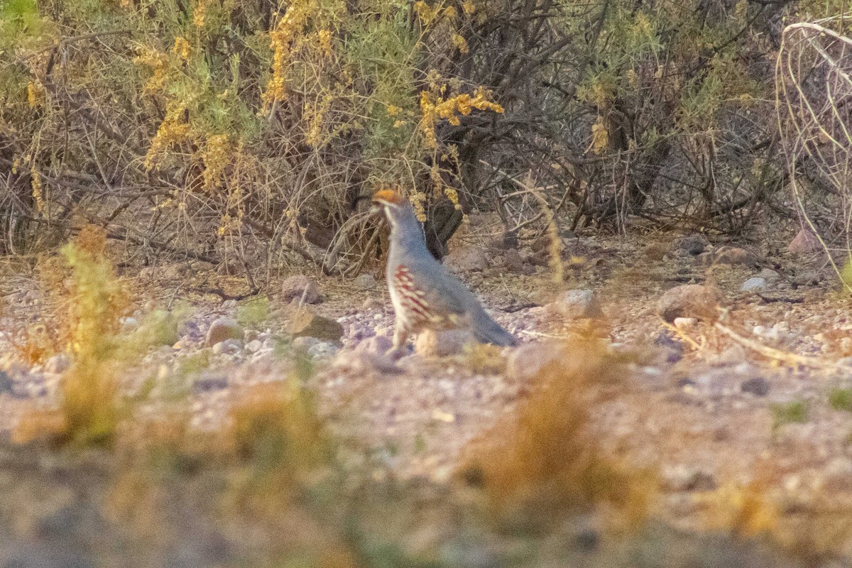 Helmwachtel - ML645192416