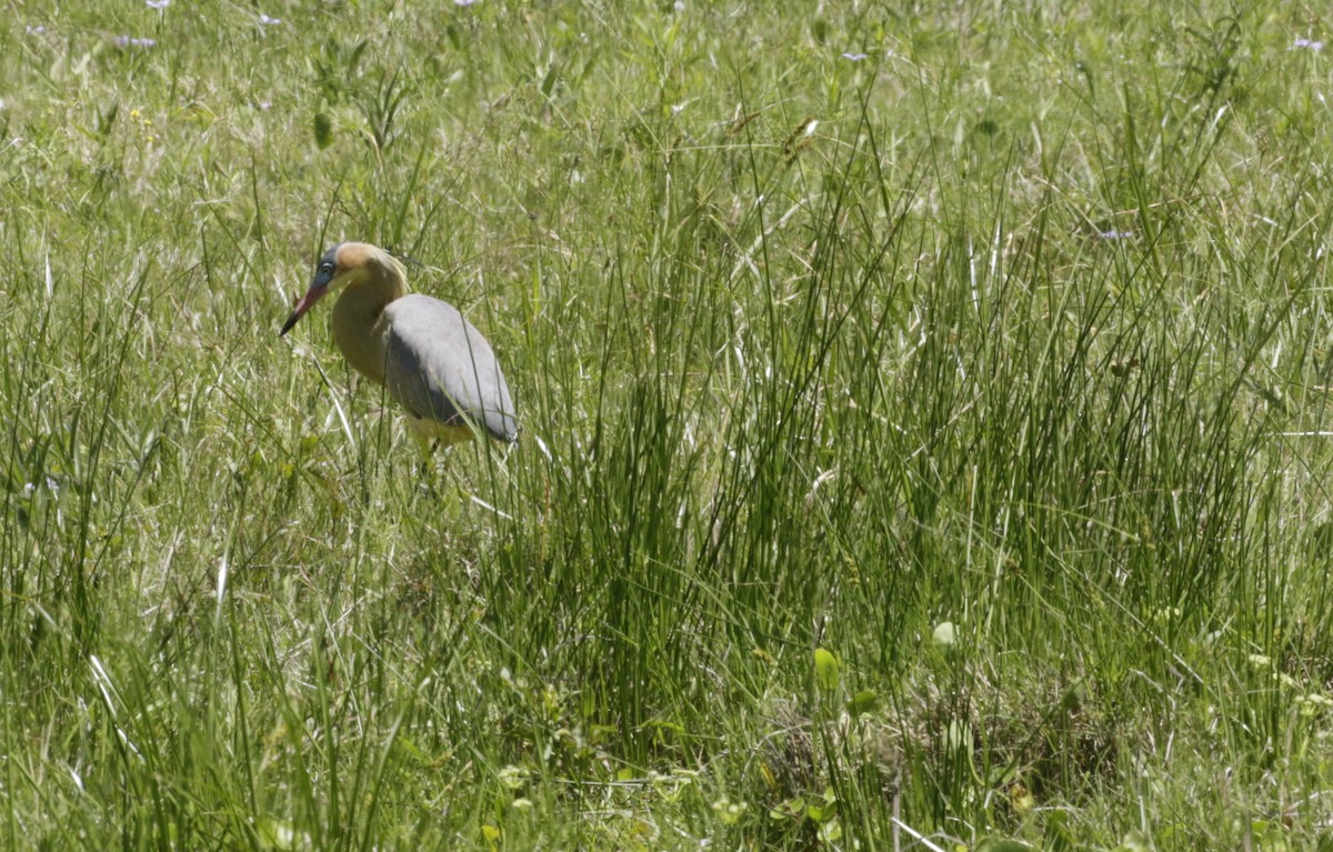 Pfeifreiher - ML645192421