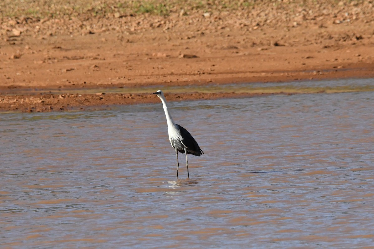 Pacific Heron - ML645192422