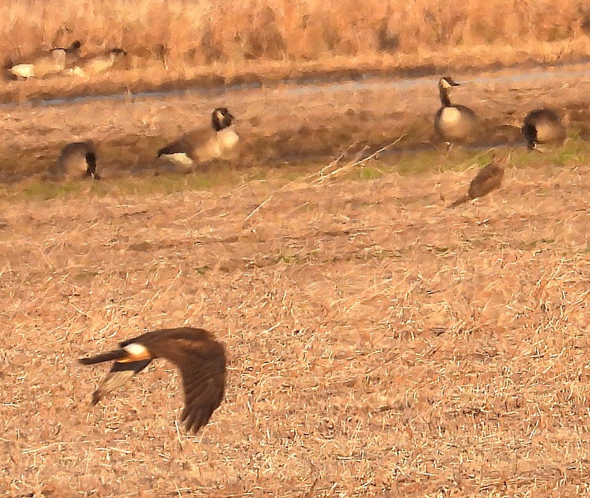 mørkmyrhauk - ML645192438