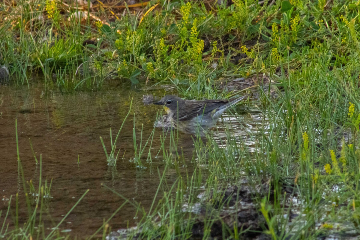 Yellow-rumped Warbler (Audubon's) - ML645192440