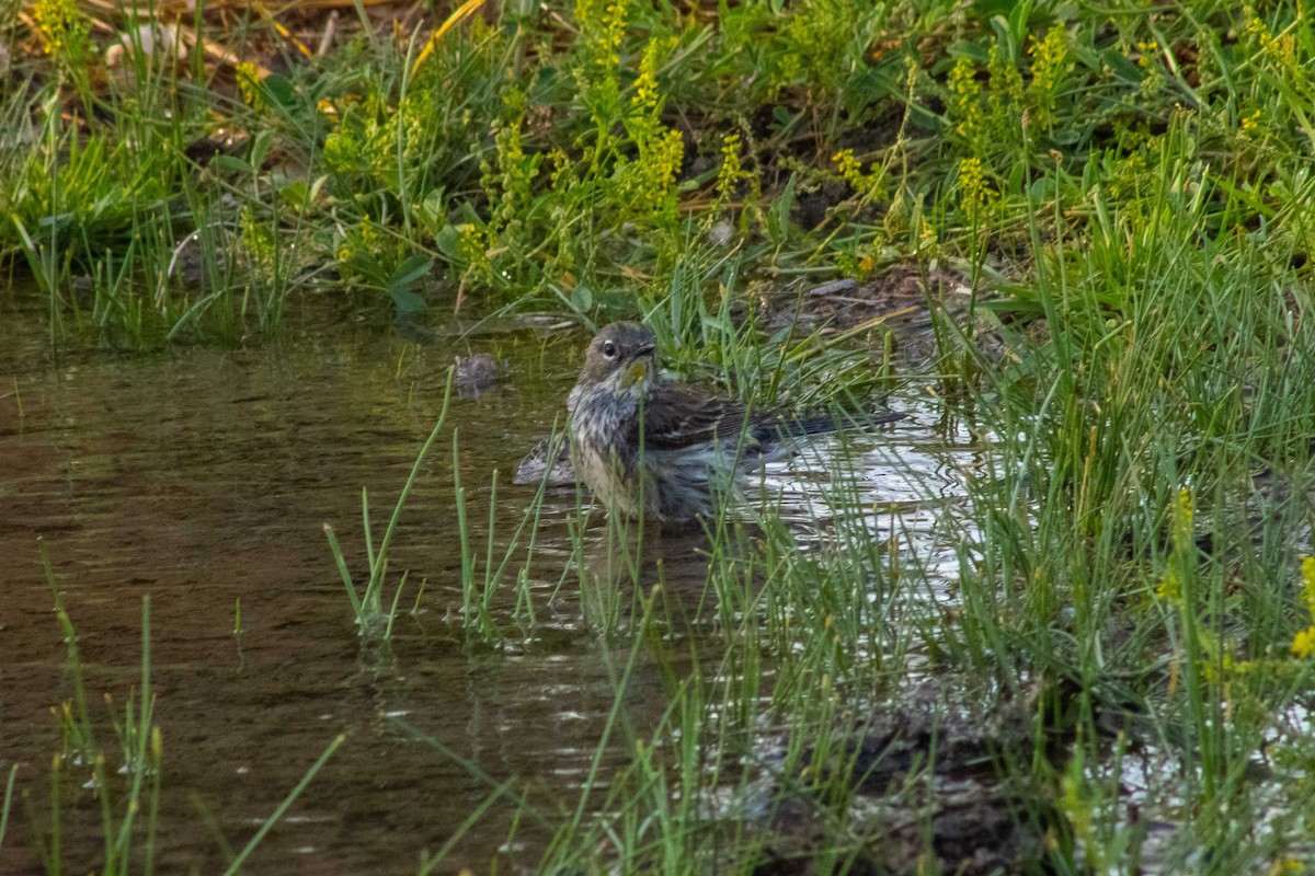Yellow-rumped Warbler (Audubon's) - ML645192443