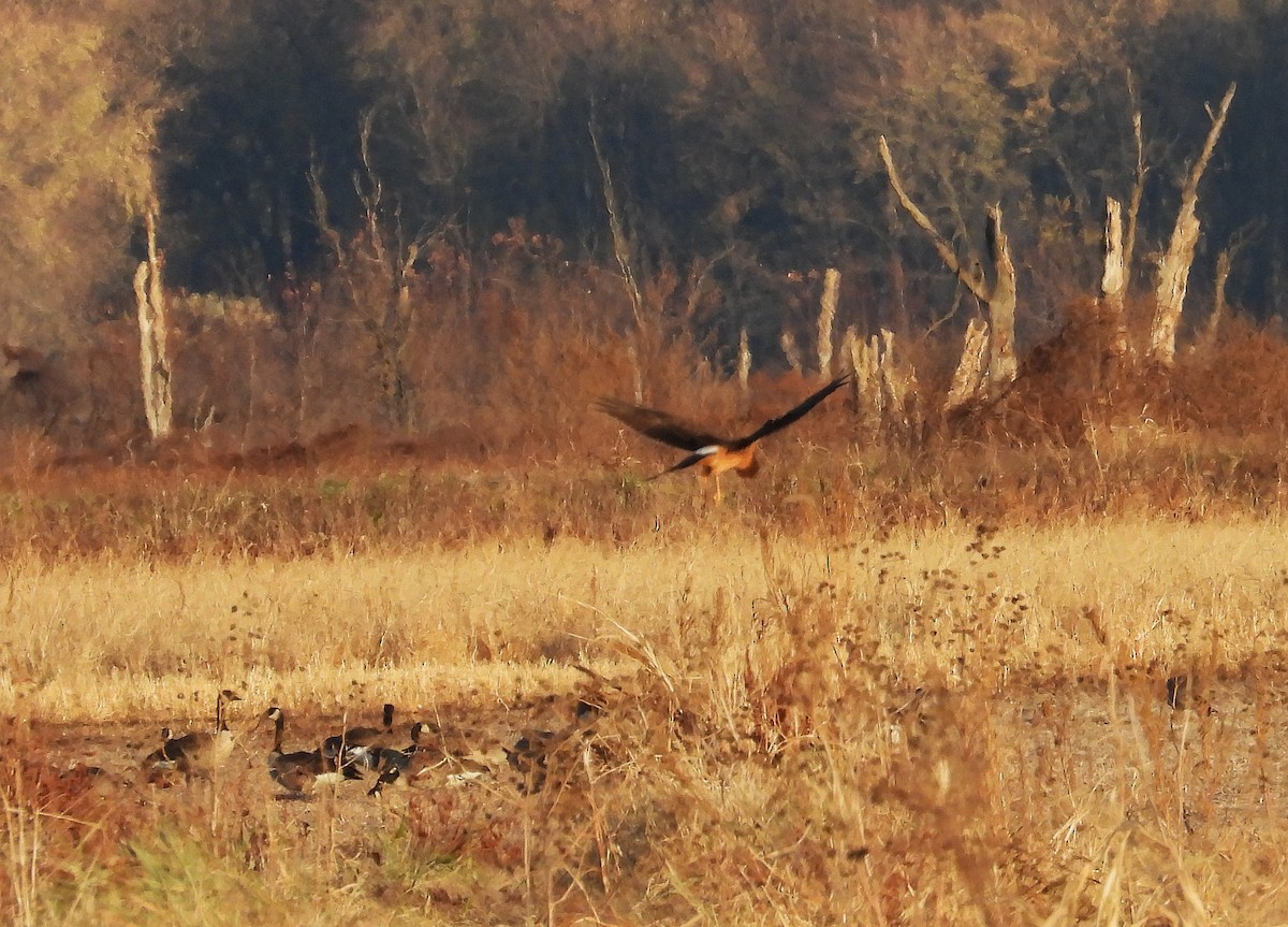 mørkmyrhauk - ML645192446