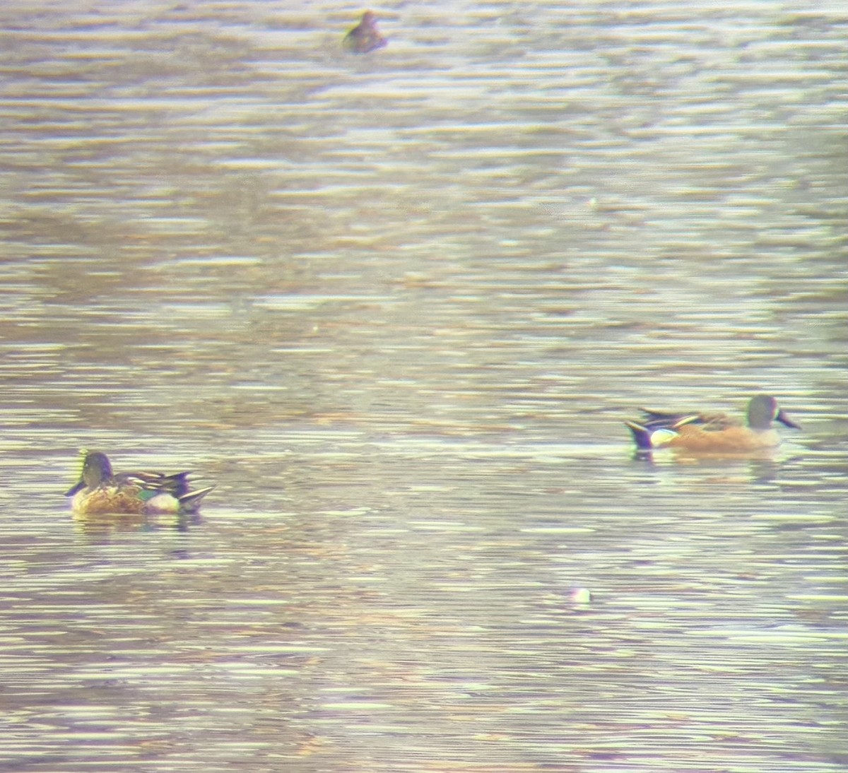 Blue-winged Teal x Northern Shoveler (hybrid) - ML645192449
