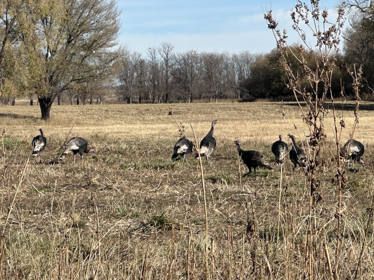 Wild Turkey - ML645192451