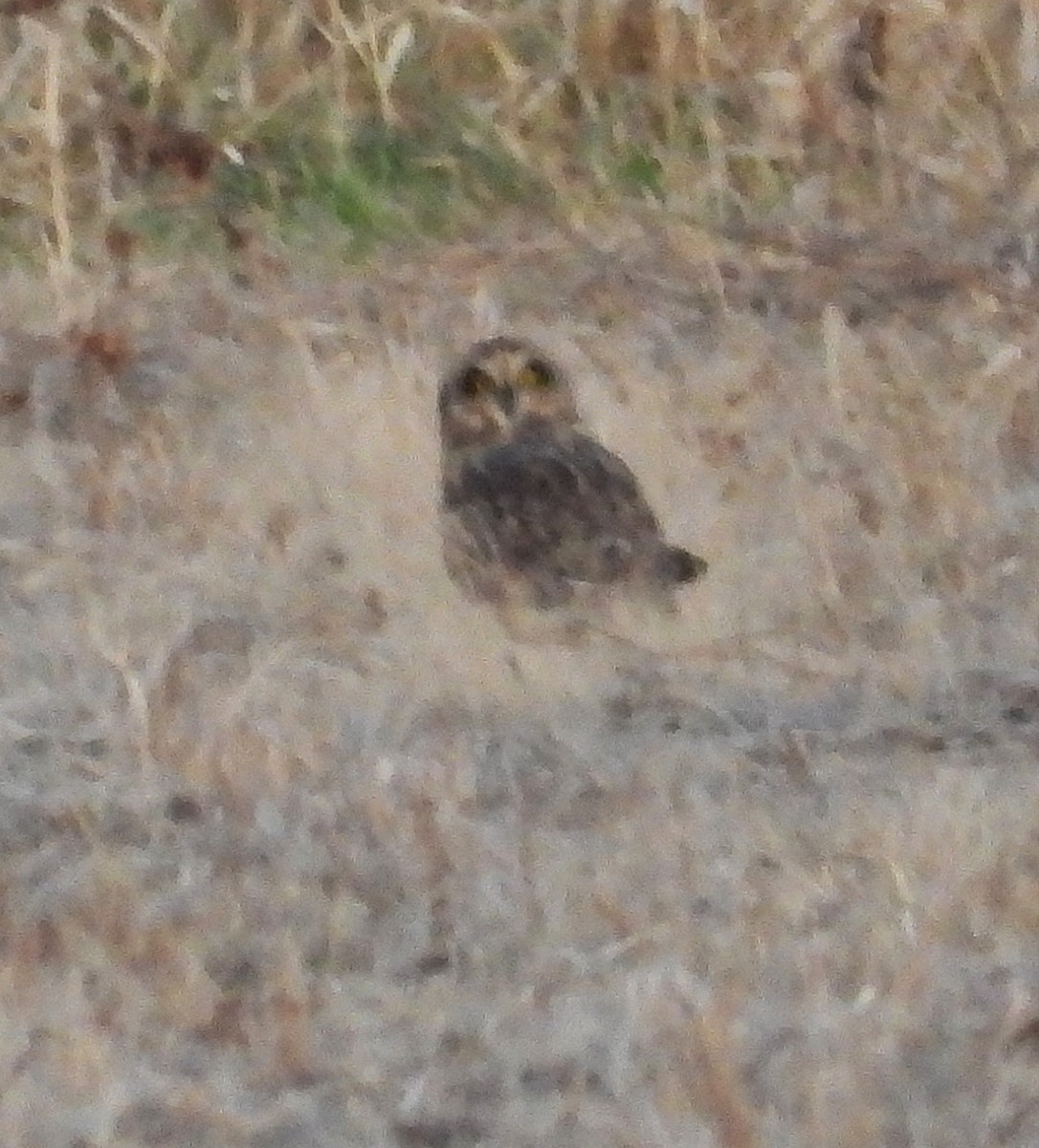 Short-eared Owl - ML645192452