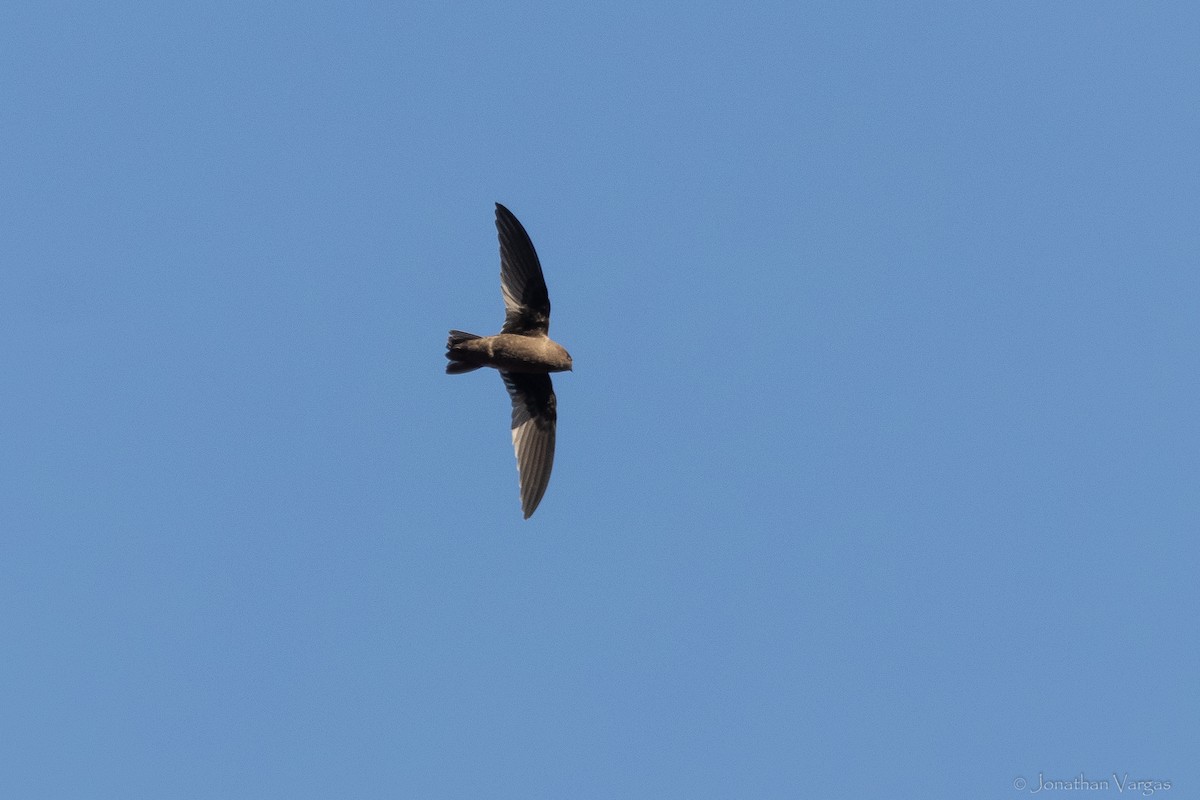Chestnut-collared Swift - ML645192456