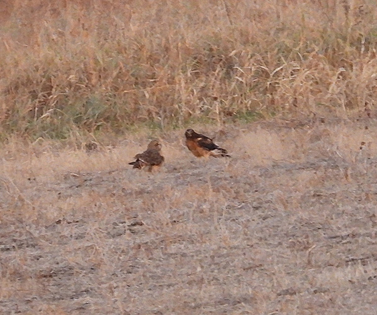 Short-eared Owl - ML645192459