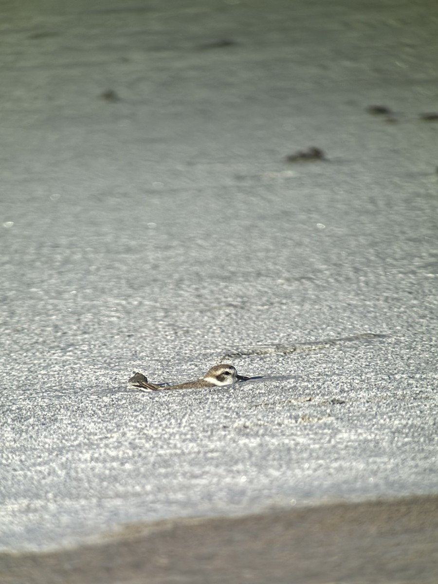 Snowy Plover - ML645192461