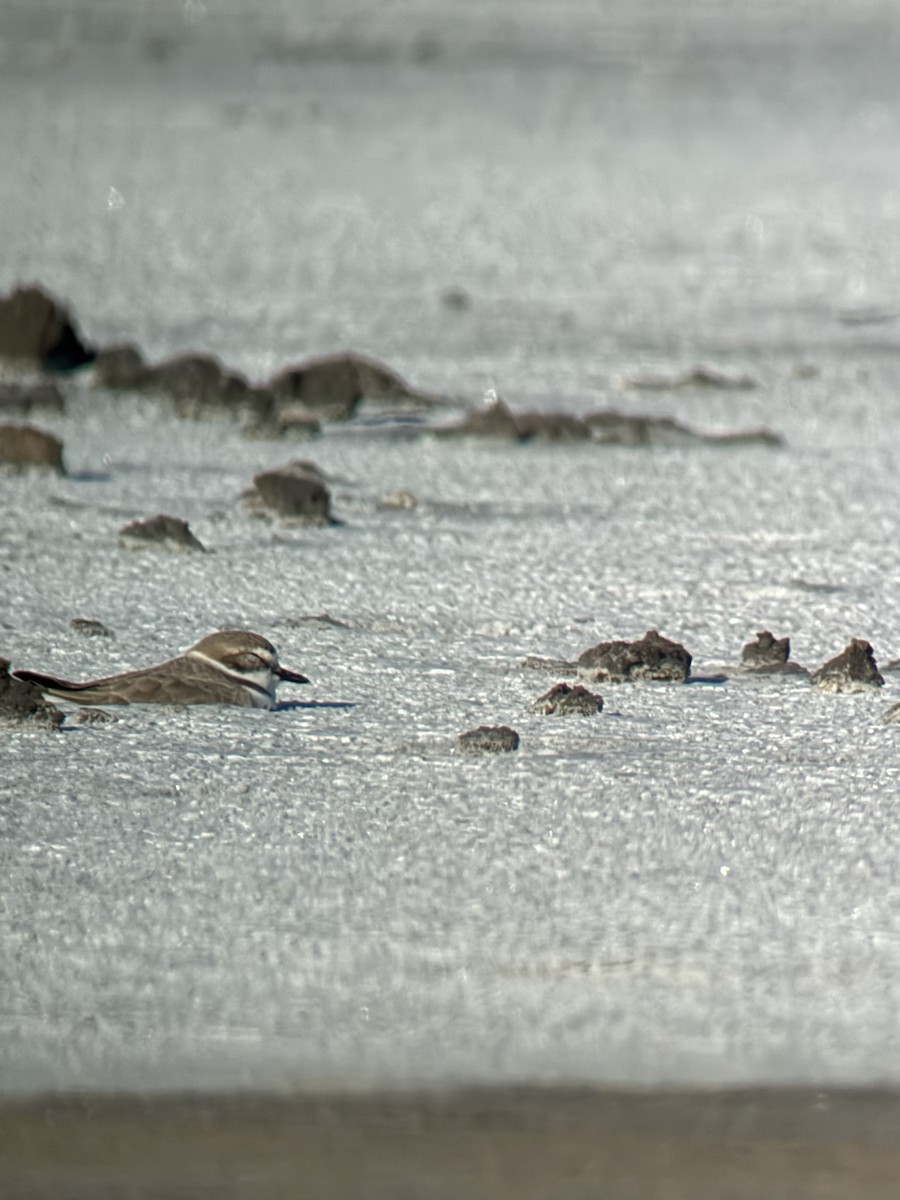Snowy Plover - ML645192462