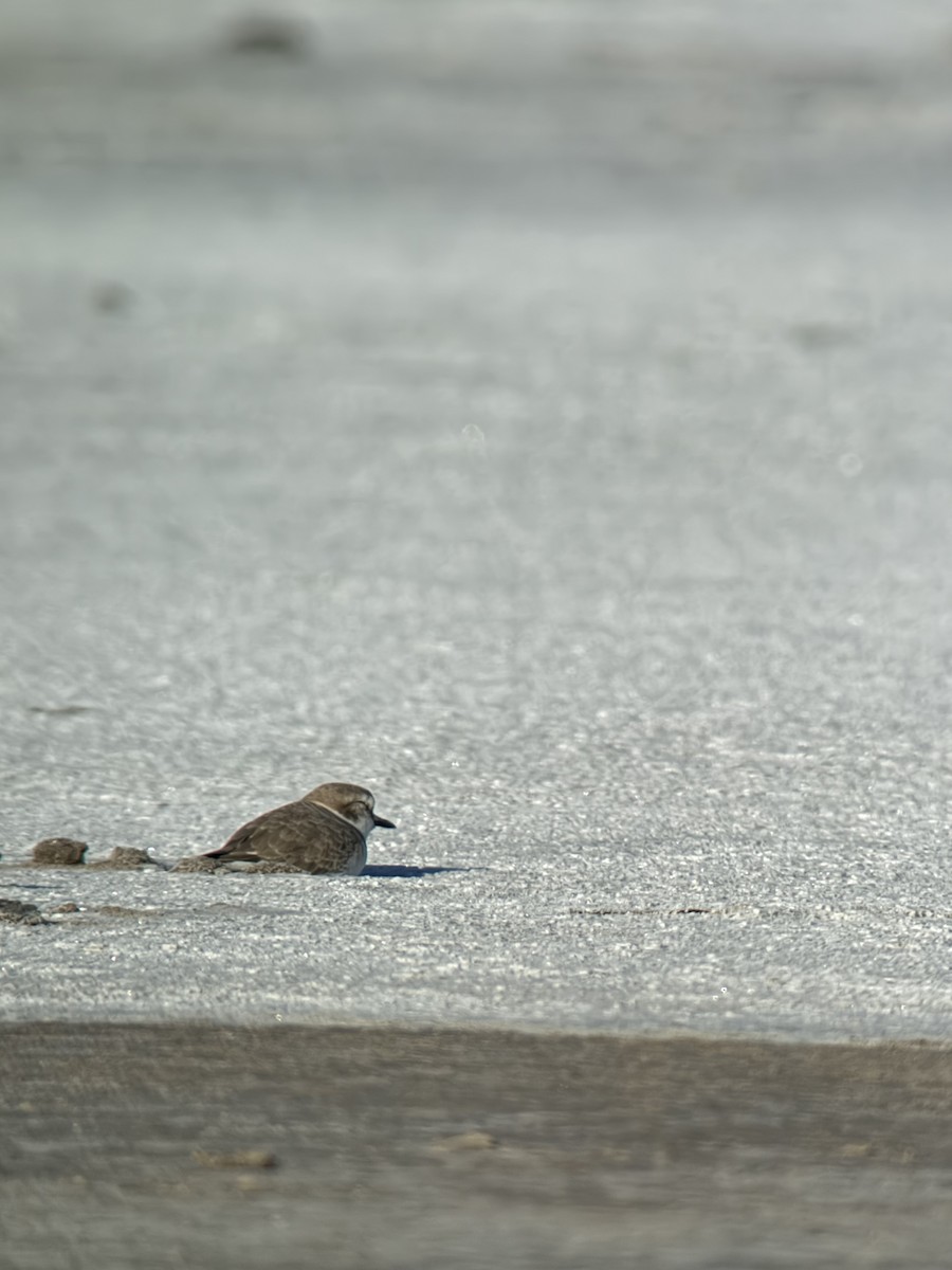 Snowy Plover - ML645192463
