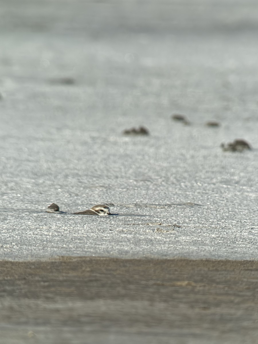 Snowy Plover - ML645192464