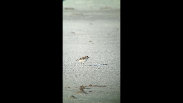 Snowy Plover - ML645192468