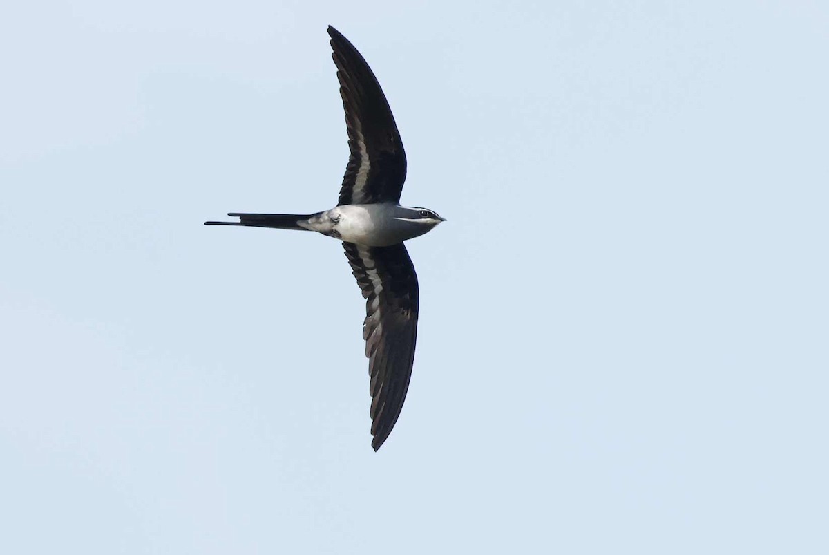 Усатый клехо - ML645192475